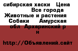 l: сибирская хаски › Цена ­ 10 000 - Все города Животные и растения » Собаки   . Амурская обл.,Архаринский р-н